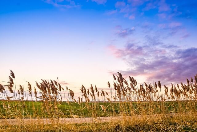 농어촌기본소득