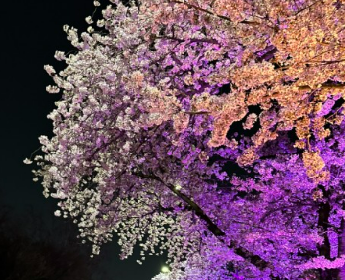 2026 벚나무류 벚꽃 개화시기 만개일 안내지도 