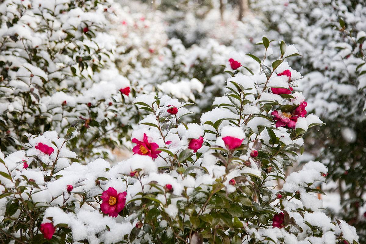 분재정원 애기동백2