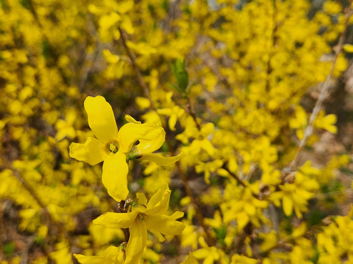 의성개나리(약개나리)
