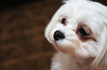 눈물을 머금은 말티즈.