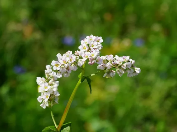 세포 손상을 막는 메밀