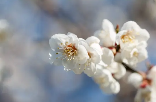 매실 효능 및 영양성분, 매실 가격