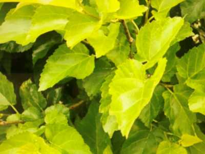 꾸지뽕 잎이 무성한 꾸지뽕 나무