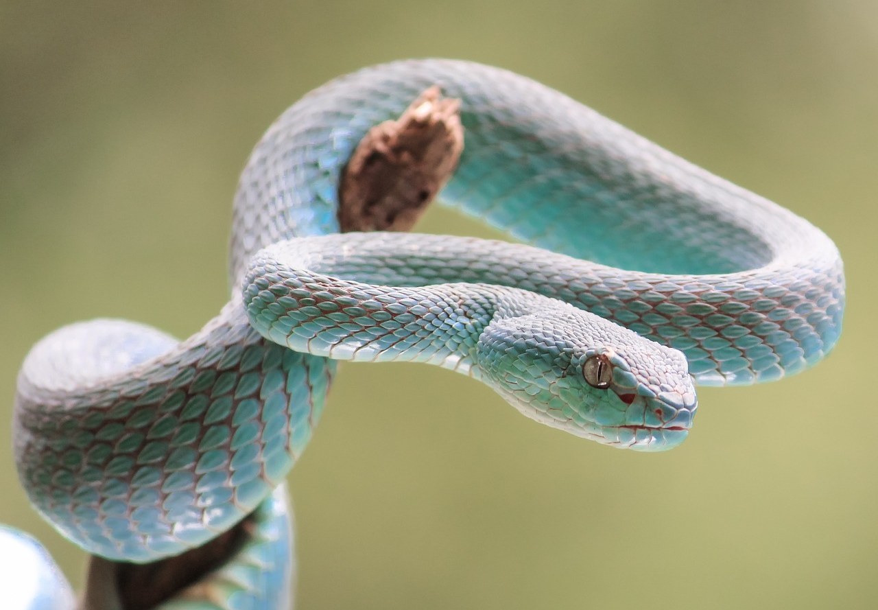 2001년생 신사년 뱀띠 운세