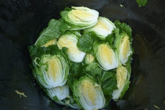 2025년 절임배추 사전예약 꿀팁!