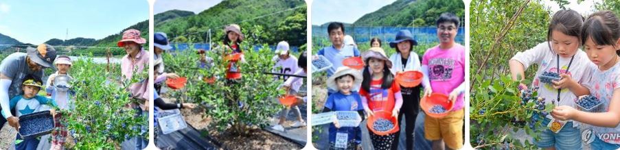 순창블루베리축제 사진