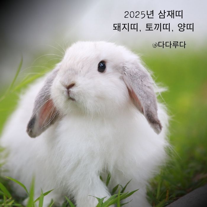 2025년 삼재띠 돼지띠,토끼띠, 양띠 주의사항, 극복방법