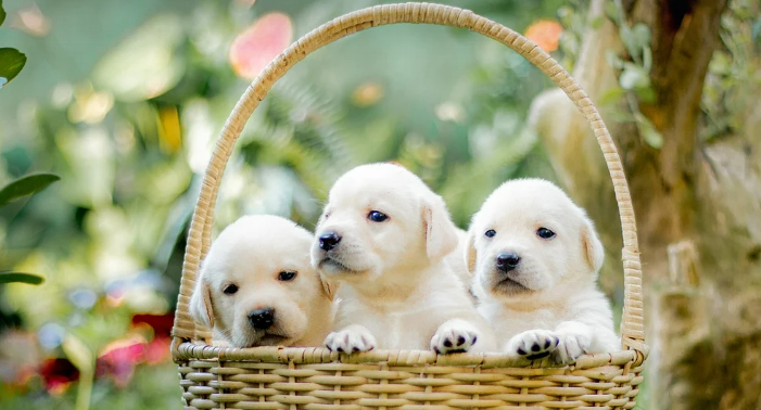 강아지들이 바구니에 담겨진 이미지