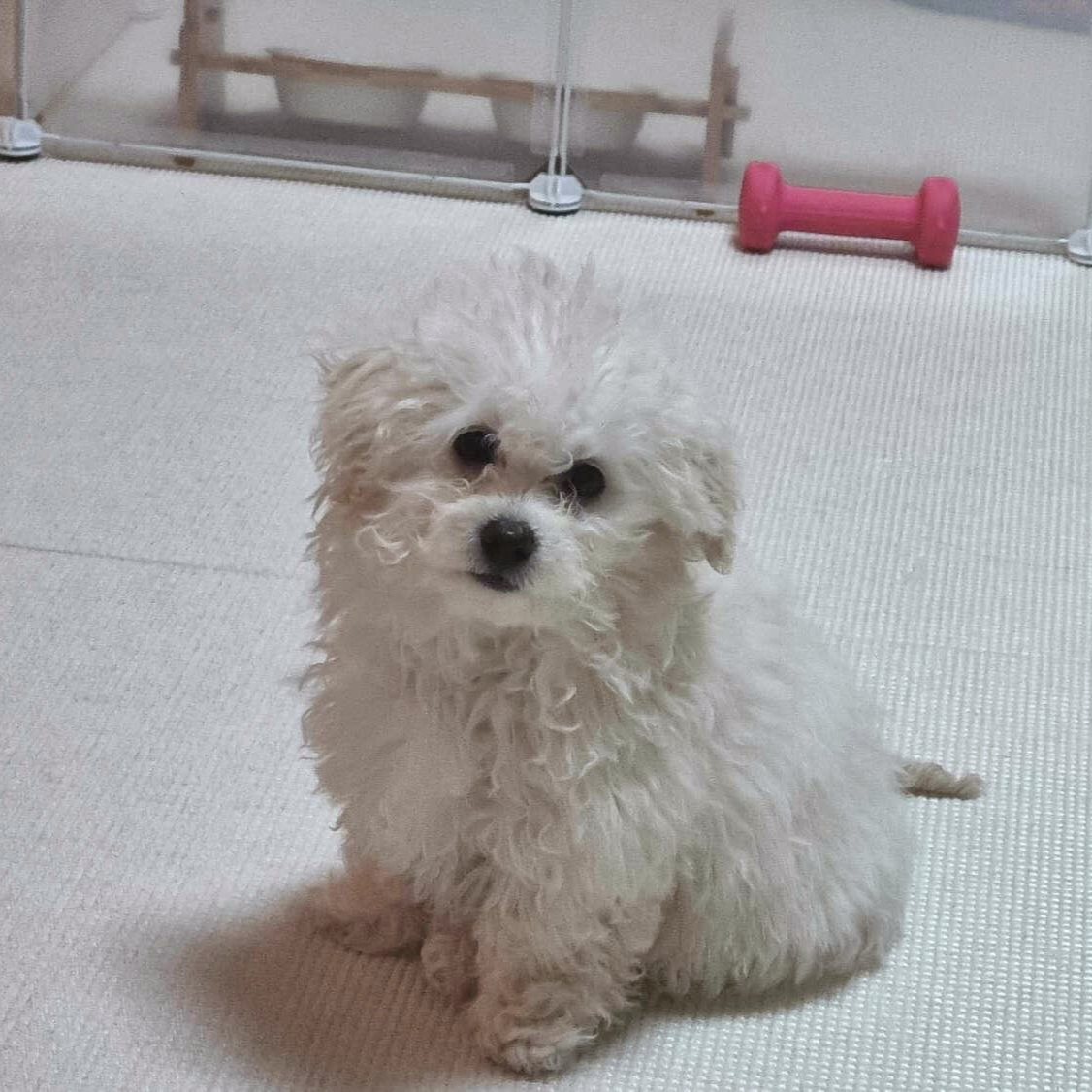 앉아서 기다리는 강아지