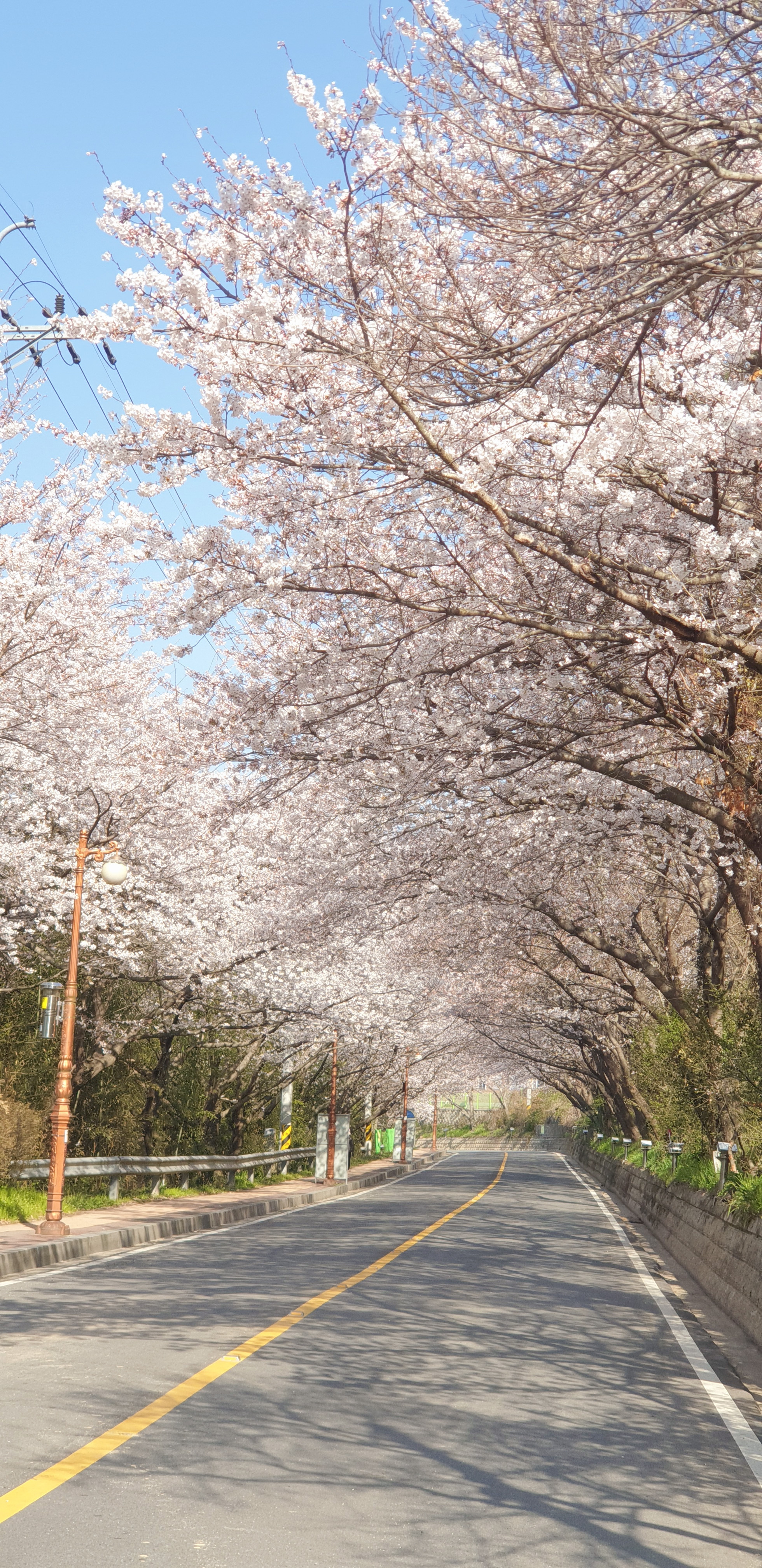 2025 벚꽃 개화시기 벚꽃데이트