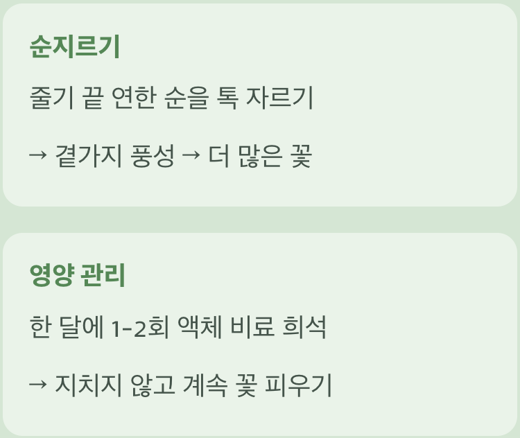 더 풍성한 꽃을 위한 &amp;#39;순지르기&amp;#39;와 &amp;#39;영양 관리&amp;#39;