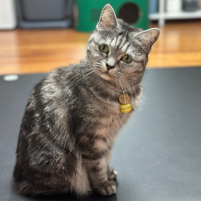 회색 줄무늬 고양이(별찌)가 고개를 갸우뚱하며 집사를 쳐다보고 있다. 고양이가 실제로 이름을 알아 듣는 걸 표현하고 있다