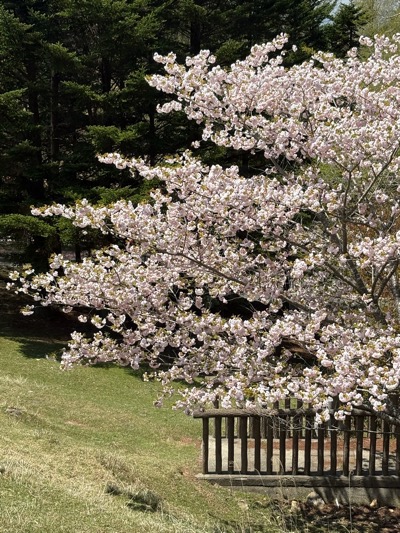 고베 양목장의 풍경, 벚꽃이 만개해 있다.