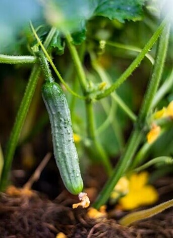 밭에-열려있는-오이