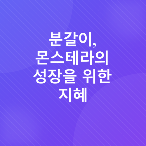 몬스테라 키우기_4