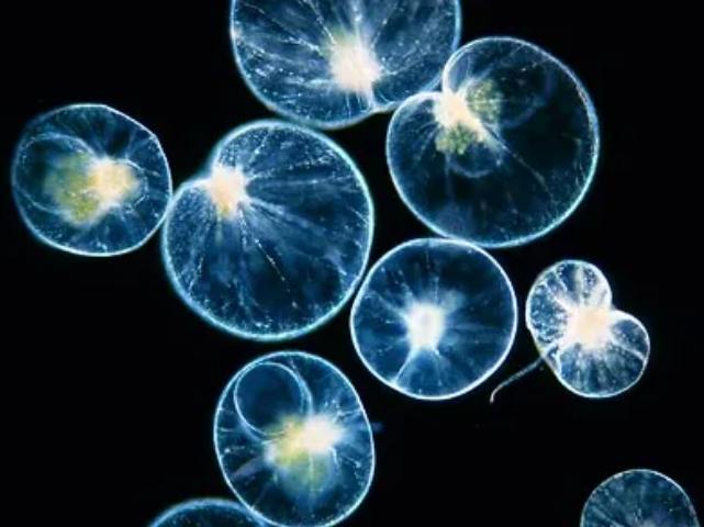 야광충, 발광플랑크톤, 서천, 서천가볼만한 곳, 서천 야광충, 서해안 야광충, 서해 야광충, 춘장대해수욕장 야광충, 바다야광충, 서천 여행