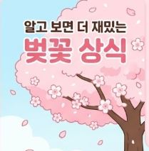 벚꽃 상식