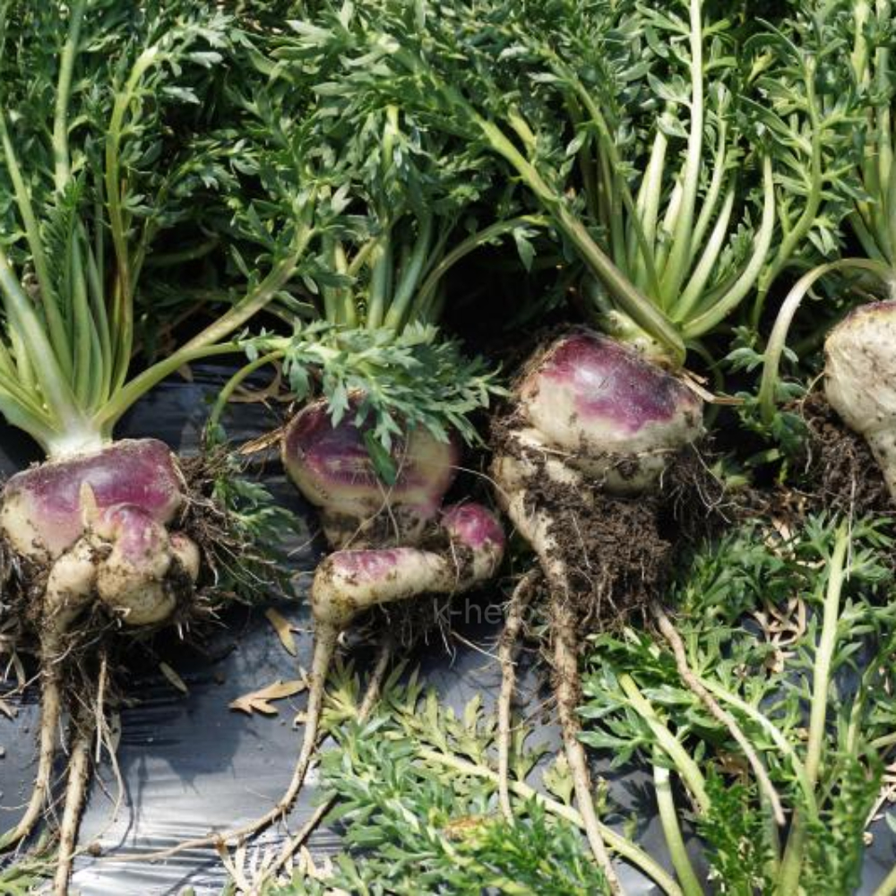 막 수확한 마카