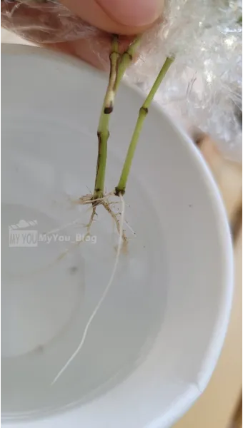 물꽂이 삽목 성공률높이기 깨끗한물 교체주기 빛관리 요령_3