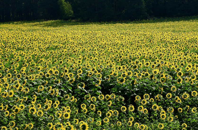해바라기 밭 사진