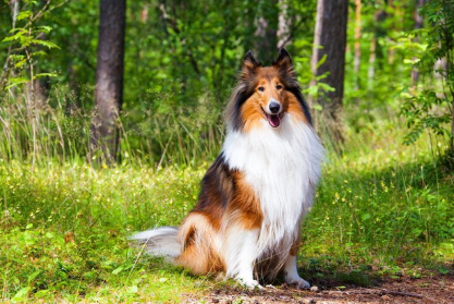 앉는 러프콜리.