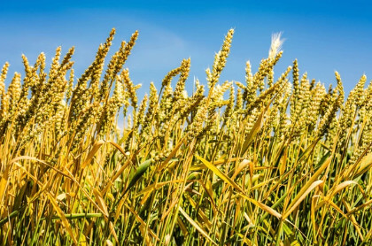 파로 곡물(파로 쌀) 사용 후기