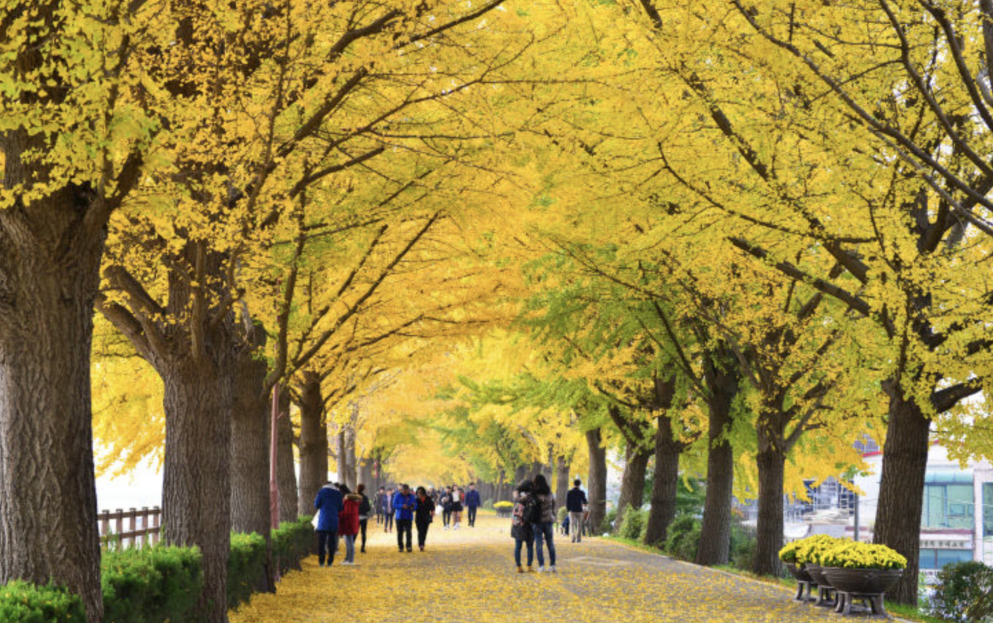 11월 국내 가을여행 유명 예쁜 은행나무 명소 반계리 명륜당 운곡서원 등