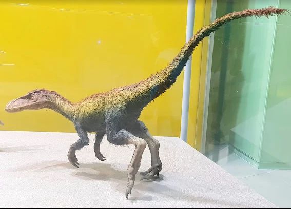 태백고생대자연사박물관