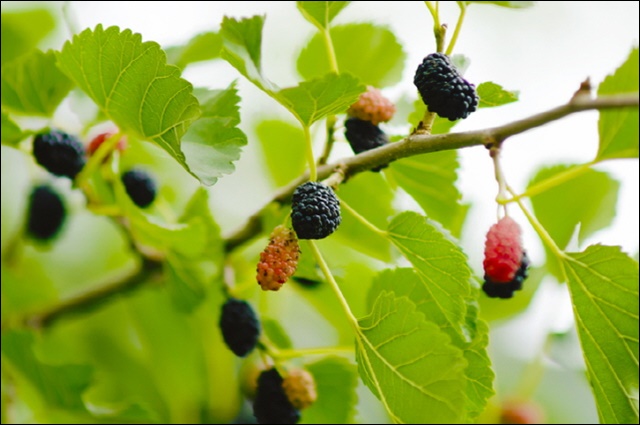 오디 먹는 법 안내