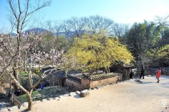 소쇄원 봄 앵두나무꽃 산수유 해당화 개화_18