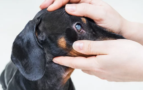 강아지 백내장사진/출처:어도비스톡