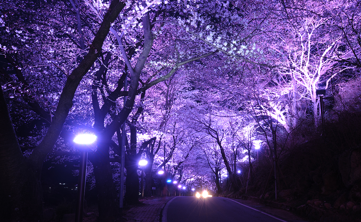 개나리 진달래 벚꽃 개화시기