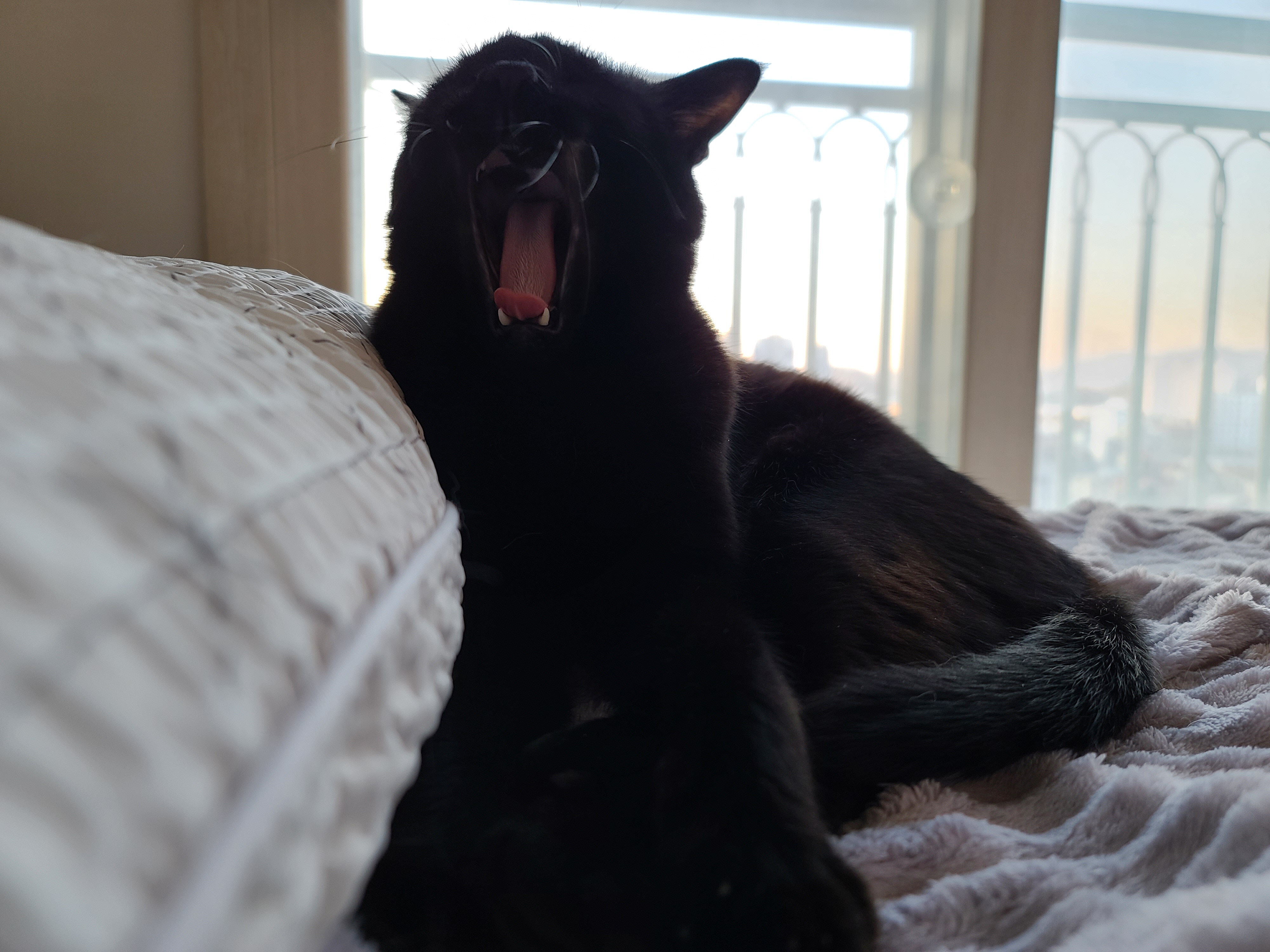 이른 아침 아홉냥이네의 고양이들. 집사가 눈을 떴을때 볼수 있는 사랑스런 고양이들.