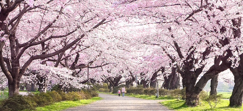 서울 벚꽃 명소