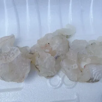 여름 회 추천과 여름철 횟감 여름 제철 회와 생선 정보_10