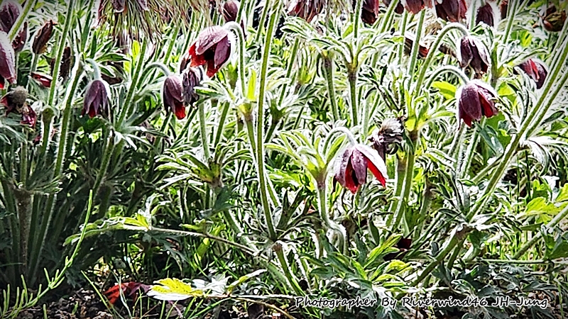 할미꽃, 백두옹(白頭翁) Pulsatilla Koreana