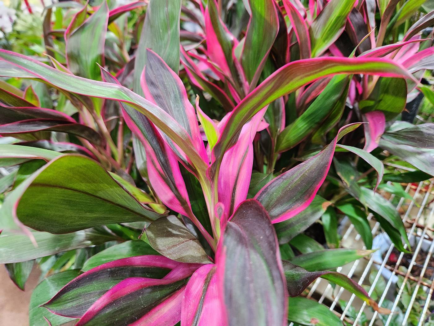 홍죽(코르딜리네 프루티코사)