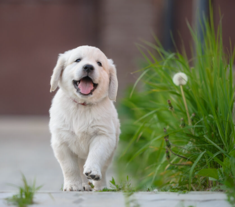 강아지 헥헥거림 떨림 디스크 심장병 기침 스트레스