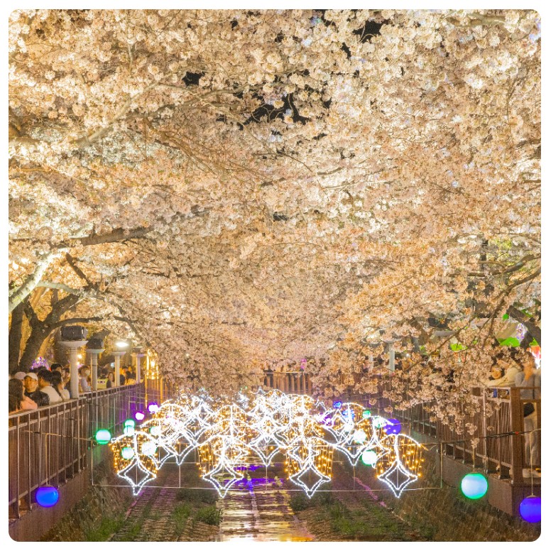 진해군항제 2025 벚꽃코스 일정 주차