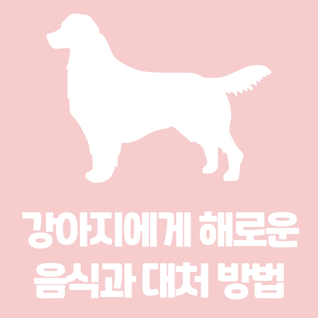 강아지가 먹으면 해로운 음식과 먹었을 때 대처 방법