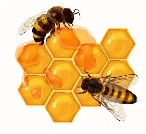 벌-벌집