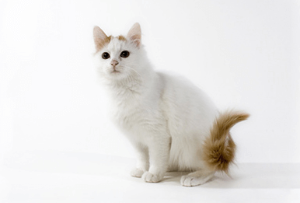 터키시 반(Turkish Van)