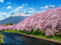 후쿠오카-벚꽃-개화시기-2