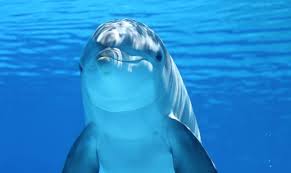 발리카삭 섬 & 돌고래 투어중 만날수 있는 돌고래 사진