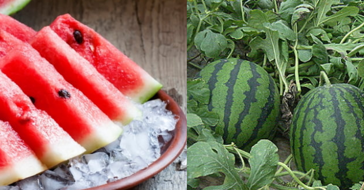 '이런 수박'이면 무조건 사세요. 아무도 알려주지 않은 '꿀 수박' 고르는 4가지 방법