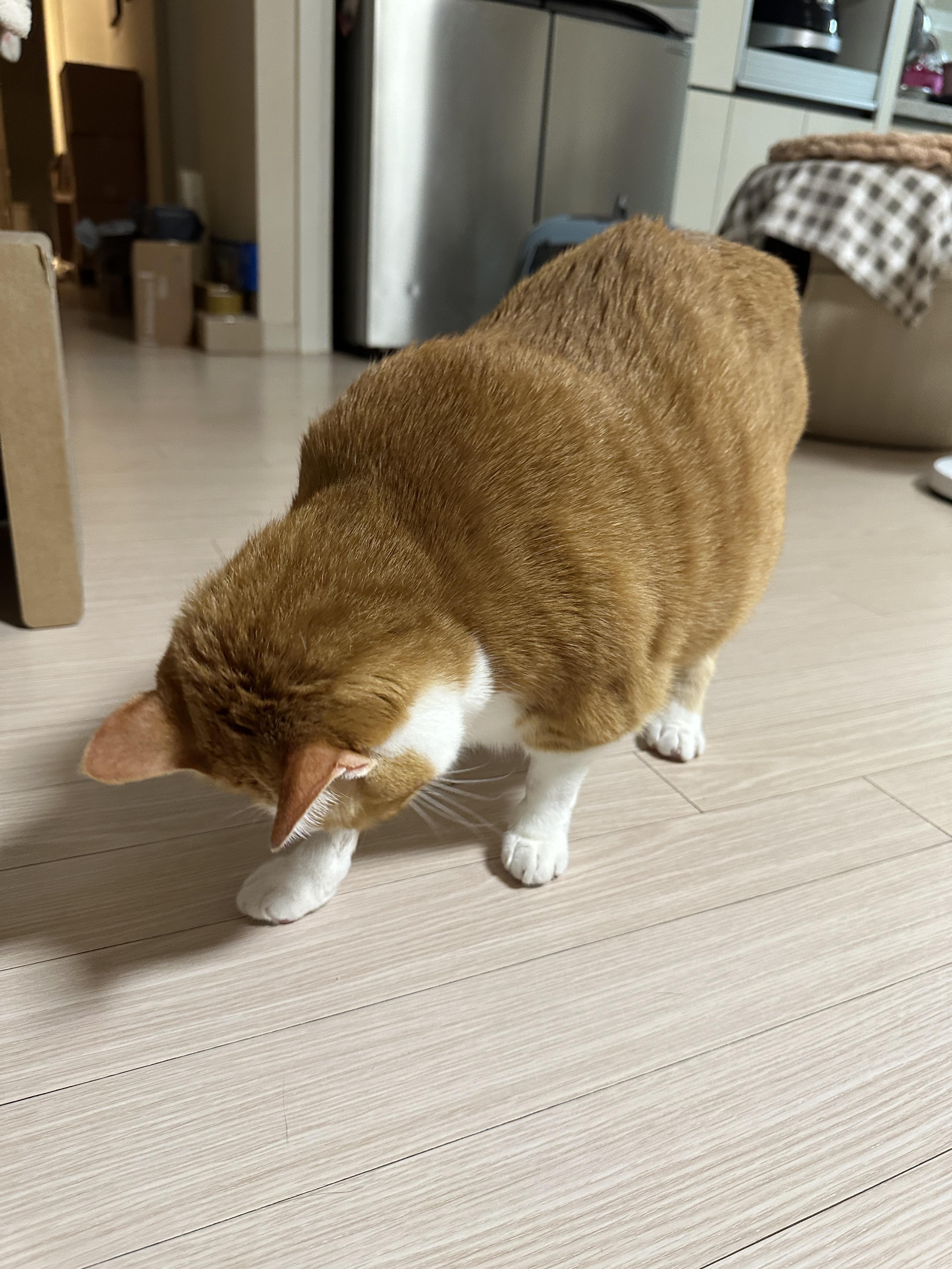 집에_도착한_호야_2