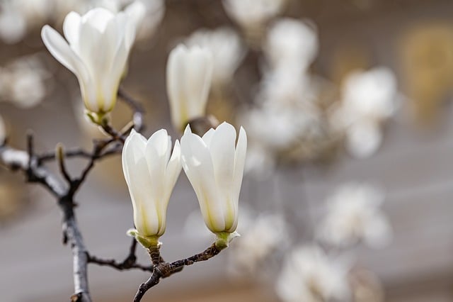 아침고요수목원5