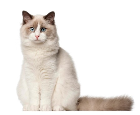 푸른눈의 매력적인 랙돌고양이가 앉아있다.