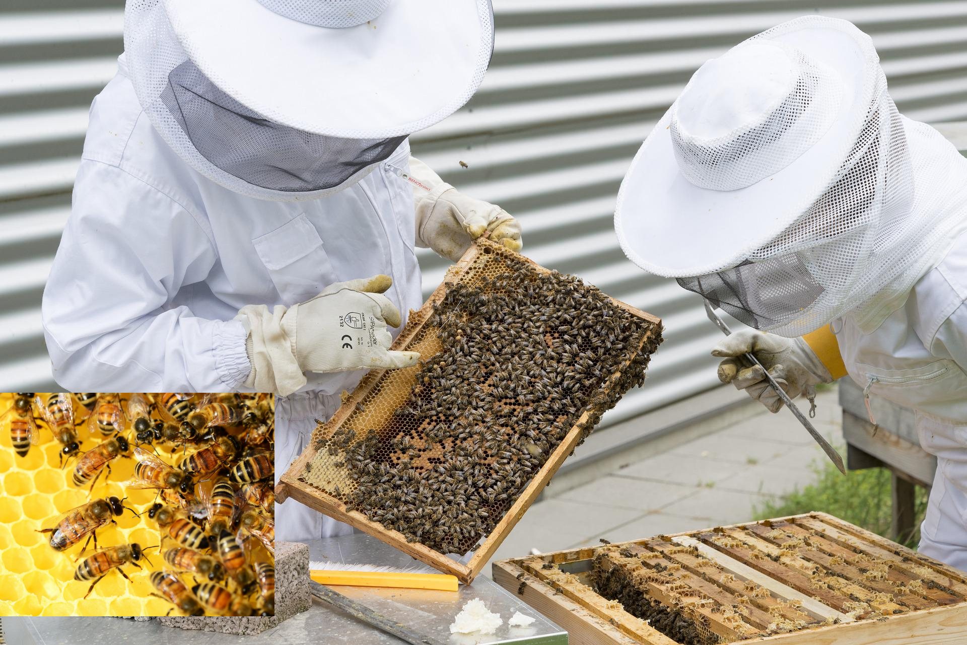 떼죽음-당한-꿀벌을-양봉인-살피는모습